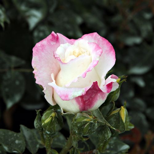 Rosa Mami - blanco - Árbol de Rosas Floribunda - rosal de pie alto- forma de corona tupida